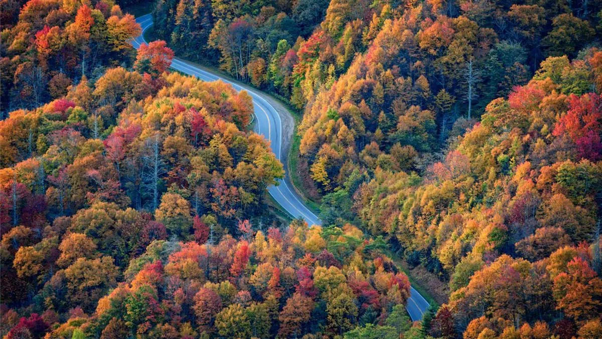 A winding road curves through the rolling hills of the Smoky Mountains, framed by vibrant fall foliage in shades of orange, red, and gold. The sky is calm, and the setting feels peaceful and inviting, perfectly capturing the essence of a scenic drive through the Great Smoky Mountains National Park.